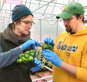 MicroGenesis provides locally grown microgreens